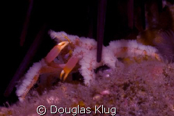 Purple Tinker.  A crevice spider crab taking refuge behin... by Douglas Klug 